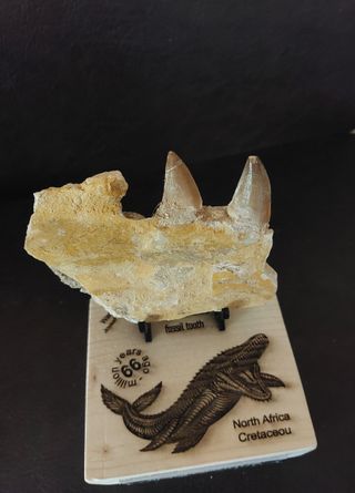 Pieza Fósil Mosasaurus Ref MM11