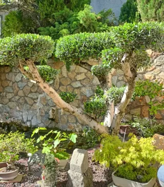 JARDINERO ECONÓMICO