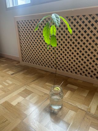Planta de aguacate en agua