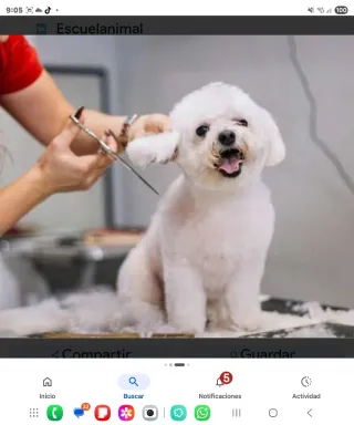 Peluquera/ro canina y dependientes tienda