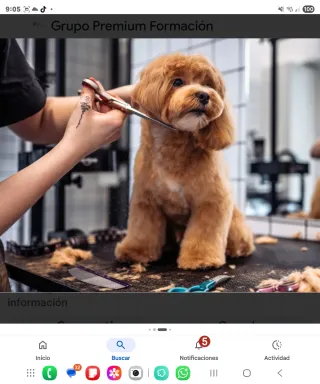 Peluquera/ro canina y dependientes tienda