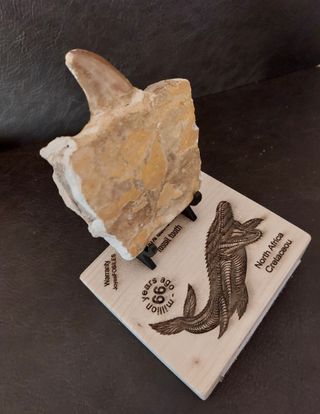 Fósil  Auténtico Mosasaurus Ref  MM12