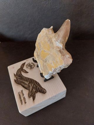 Fósil  Auténtico Mosasaurus Ref  MM12