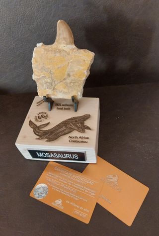 Fósil  Auténtico Mosasaurus Ref  MM12