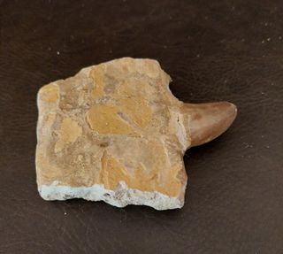 Fósil  Auténtico Mosasaurus Ref  MM12