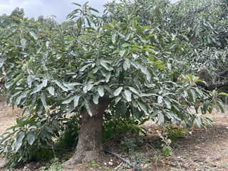 Casa rural en venta en Coín