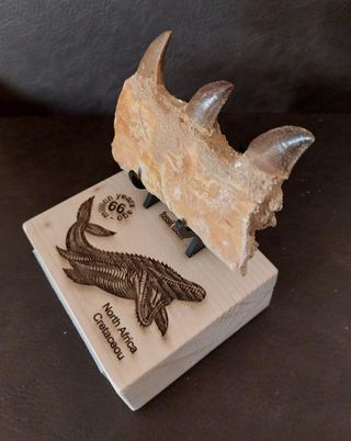Mosasaurus de colección ref MM13