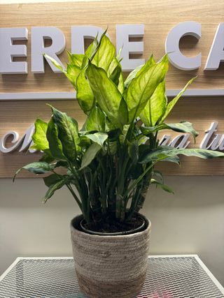 Planta Dieffenbachia natural