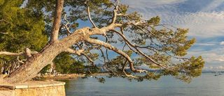 Terreno en venta en Pobla (Sa)