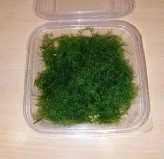 Musgo Flame en Tarrina