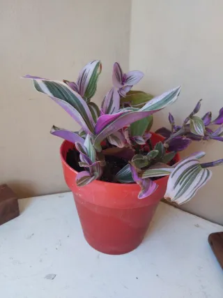 Planta Tradescantia Tricolor
