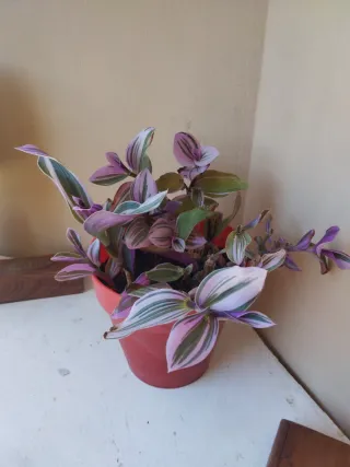 Planta Tradescantia Tricolor