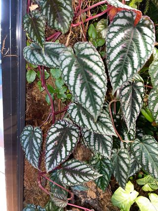 Cissus discolor