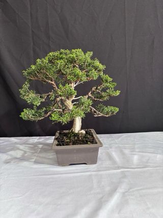 Bonsai Junipero Itoigawa
