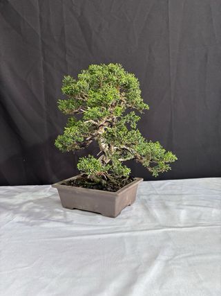 Bonsai Junipero Itoigawa
