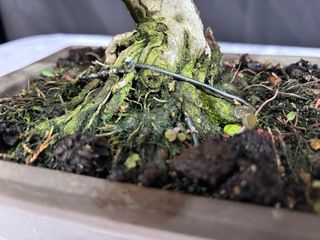 Bonsai Junipero Itoigawa