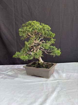 Bonsai Junipero Itoigawa