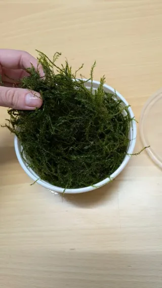 Musgo de Java Fresco