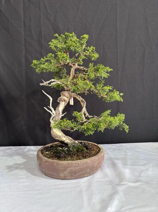 Bonsai Junipero Itoigawa