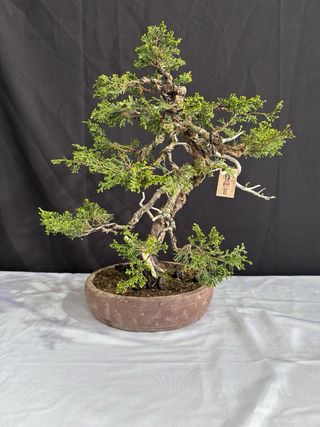 Bonsai Junipero Itoigawa