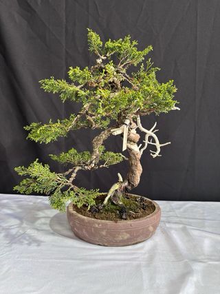 Bonsai Junipero Itoigawa