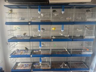 4 Moduli a Gabbia per Uccelli