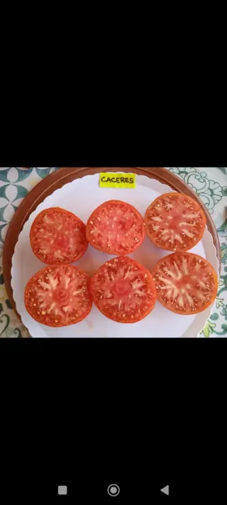 25 Plantones de Tomate - 10€