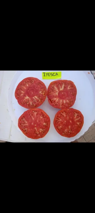 25 Plantones de Tomate - 10€