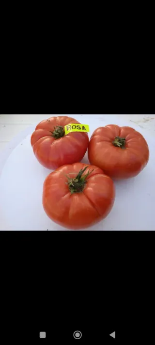 25 Plantones de Tomate - 10€