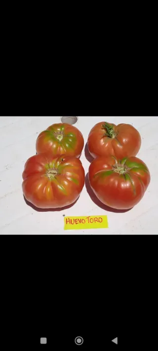 25 Plantones de Tomate - 10€