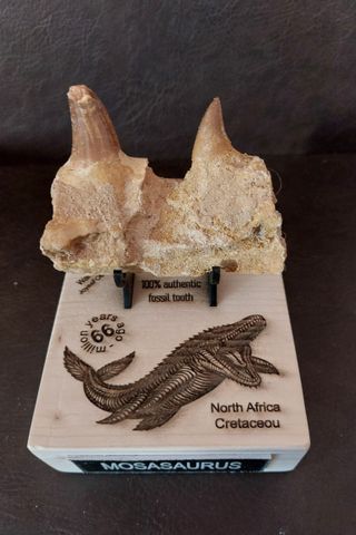 Expositor de fósil pieza Mosasaurus Ref MM17