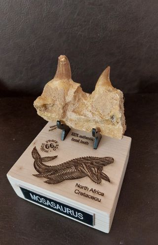 Expositor de fósil pieza Mosasaurus Ref MM17