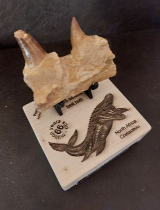 Expositor de fósil pieza Mosasaurus Ref MM17
