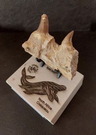Expositor de fósil pieza Mosasaurus Ref MM17