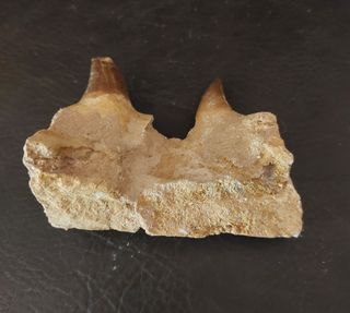Expositor de fósil pieza Mosasaurus Ref MM17