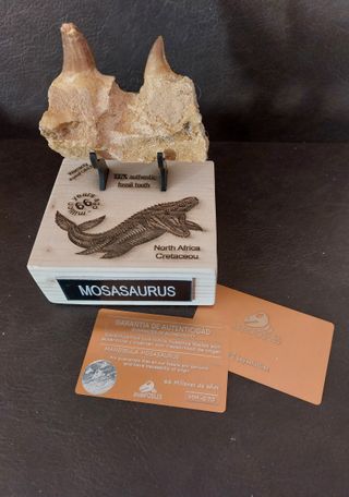 Expositor de fósil pieza Mosasaurus Ref MM17