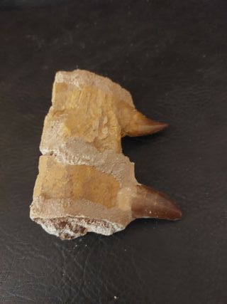 Expositor de fósil pieza Mosasaurus Ref MM17