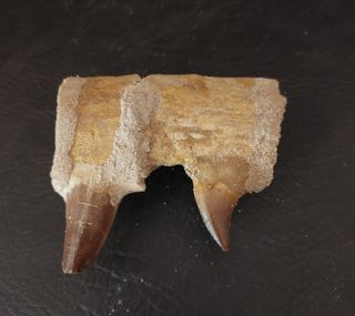 Expositor de fósil pieza Mosasaurus Ref MM17