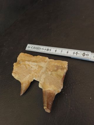 Expositor de fósil pieza Mosasaurus Ref MM17