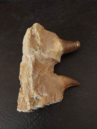 Expositor de fósil pieza Mosasaurus Ref MM17