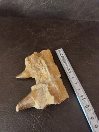 Expositor de fósil pieza Mosasaurus Ref MM17