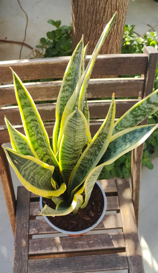 Sansevieria Trifasciata Planta