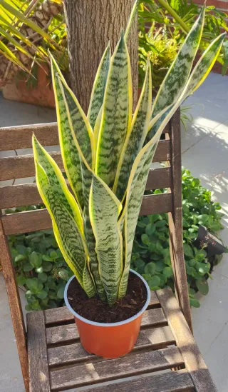 Sansevieria Trifasciata Planta