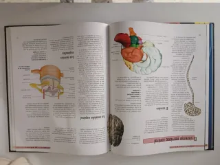 El cuerpo humano