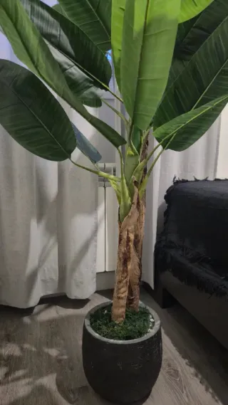 Planta Platanero Artificial + Macetero Cerámica
