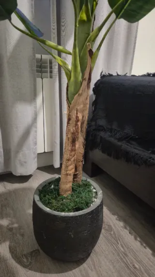 Planta Platanero Artificial + Macetero Cerámica