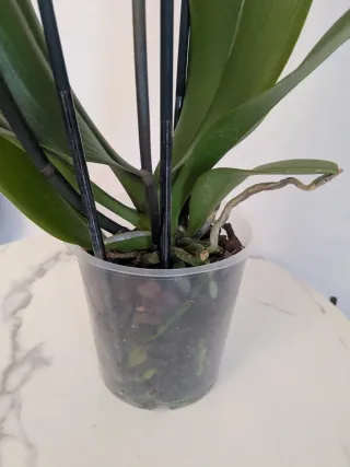 Orquídea Phalaenopsis Ambon mutación big lip