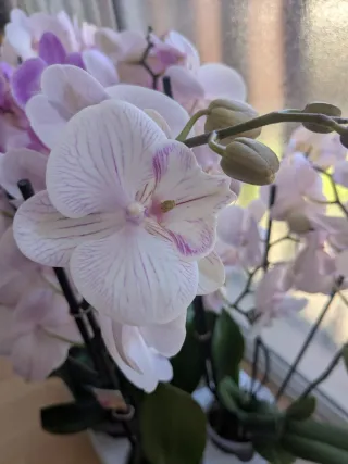 Orquídea Phalaenopsis Ambon mutación big lip