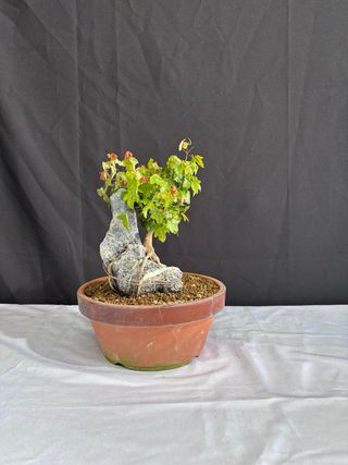 Bonsái Acer buergerianum en roca