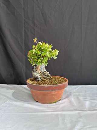 Bonsái Acer buergerianum en roca